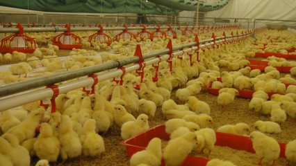 畜牧獸醫(yī)高職教育中的畜牧漁業(yè)飼料銷售 機遇、挑戰(zhàn)與人才培養(yǎng)路徑